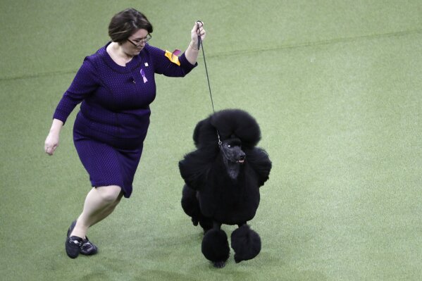Standard poodle westminster dog deals show